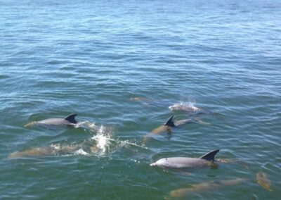dolphins seen from Destin Sea Blaster