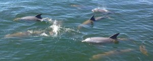 dolphin sightseeing on Sea Blaster