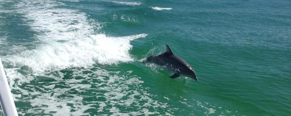 see dolphins during a boat cruise
